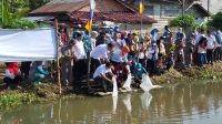 Budidaya 15 Ribu Ikan Jelawat di Kolam Retensi Tugu Kecil
