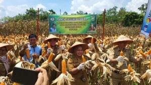 DPD Perhiptani Prabumulih Panen Perdana Jagung Hibrida Bersama Distan