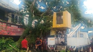 Pohon Tumbang di Jalan Sudirman Nyaris Timpa Toko Warga