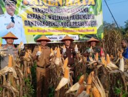 Panen Raya Jagung, Tekan Harga Pakan Ternak dan Harga Daging Ayam. Pj Wako Prabumulih: Inflasi Masih Terkendali