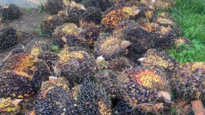 Curi TBS Sawit PT SMS, Warga Padang Bindu Diringkus Tim Opsnal Satreskrim Polres Lahat