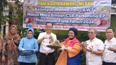 Pj Wako Prabumulih Panen Perdana Bawang Merah di KWT Matoa, Mitra Binaan PHRZ 4 Field Prabumulih