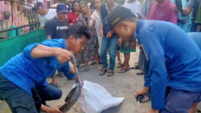 Diduga Makan Ternak Warga, Ular Sanca Dievakuasi Petugas BPBD Prabumulih