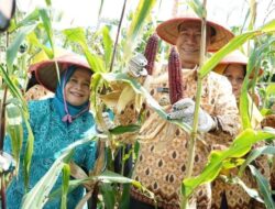 Manfaatkan Lahan Kosong Jadi Berkah, Emak – Emak di KWT Kemuning Mampu Tekan Inflasi Daerah dan Jaga Ketahanan Pangan