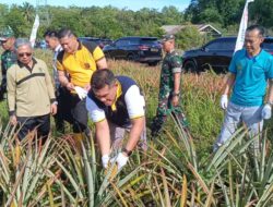 Panen Perdana Nanas Queen, Pemkot Prabumulih dan Distan Terus Lestarikan Icon Kota