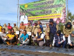 Kajari Prabumulih : Tanam Bawang Merah Probolinggo, Komitmen Kejari Dukung Jaga Ketahanan Pangan dan Inflasi Daerah