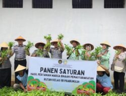 Dukung Asta Cita Presiden Prabowo, Rutan Kelas IIB Prabumulih Panen Raya Sayuran