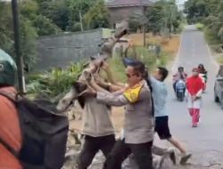 Gercep, Lihat Pohon Tumbang Ketika Melintas. Wakapolres Prabumulih Evakuasi Bersama Warga