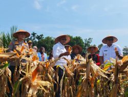 Panen Raya Jagung di Tanjung Raman, Polres Prabumulih Hasilkan 4 Ton per Hektar, Dukung Swasembada Pangan