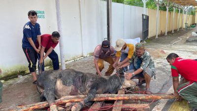 Tahun Ini, Kejari Prabumulih Sembelih 8 Hewan Kurban dan Bagikan 275 Kantong Dagin