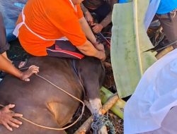 Semangat Berkurban, Ikadi Prabumulih Bagikan 1.000 Kantong Daging Buat Warga