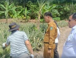 Rutan Prabumulih Belajar Budidaya Nanas, Gandeng Kelompok Tani Nanas Jaya