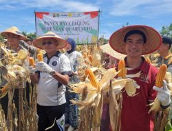 Kejari Prabumulih Dukung Panen Raya Jagung Tahap III, Komitmen Kawal Ketahanan Pangan