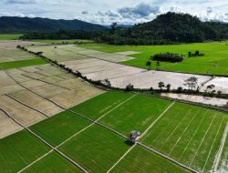 Swasembada Pangan Era Prabowo Diperkuat Aksi Nyata Daerah dan Dunia Usaha