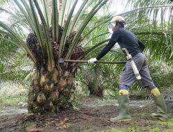 Komoditas Strategis Jadi Andalan Pemerintah Capai Swasembada Energi