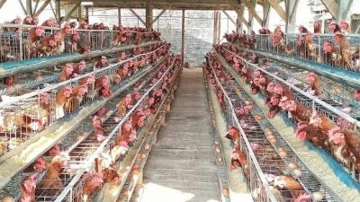 Swasembada Protein Dimulai, Pemerintah Garap Hilirisasi Ayam Terintegrasi