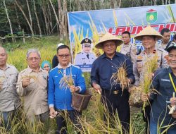 Panen Padi Gogo Perdana, Bukti Komitmen Prabumulih Perkuat Ketahanan Pangan