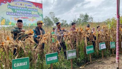 Muratara Tancap Gas Ketahanan Pangan, Panen Raya Jagung Kuartal I 2026 Jadi Momentum Strategis