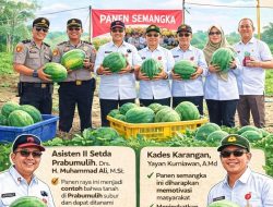 Panen Raya Semangka di Desa Karangan, Bukti Lahan Prabumulih Subur dan Dukung Ketahanan Pangan