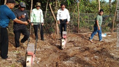 Saat Wali Kota Turun ke Ladang: Pesan Ketahanan Pangan dari Arlan