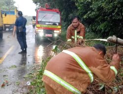 Gerak Cepat BPBD Prabumulih Evakuasi Pohon Tumbang, Akses Jalan Kembali Lancar