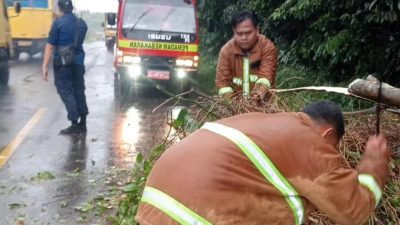 Gerak Cepat BPBD Prabumulih Evakuasi Pohon Tumbang, Akses Jalan Kembali Lancar