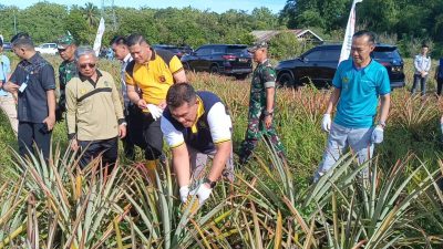 Di Balik Jeruji, Nanas Menjadi Harapan