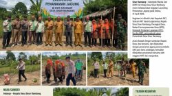 Launching Penanaman Jagung di KWT Air Hidup Desa Sinar Rambang