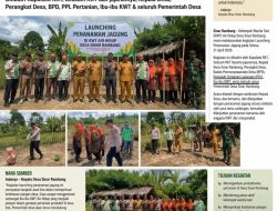 Launching Penanaman Jagung di KWT Air Hidup Desa Sinar Rambang