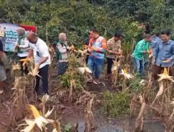 Panen Raya Jagung Serentak Kuartal I 2026 Digelar di Desa Sinar Rambang