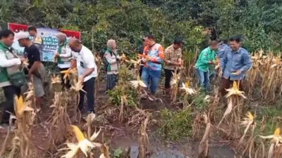 Panen Raya Jagung Serentak Kuartal I 2026 Digelar di Desa Sinar Rambang