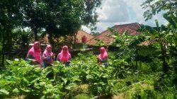 Energi Tak Pernah Pudar, Semangat Lansia di KWT Bougenville Sulap Lahan Kosong Jadi Cuan