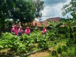 Energi Tak Pernah Pudar, Semangat Lansia di KWT Bougenville Sulap Lahan Kosong Jadi Cuan